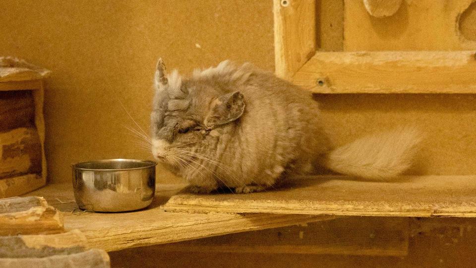 Lenke til artikkel: Chinchilla