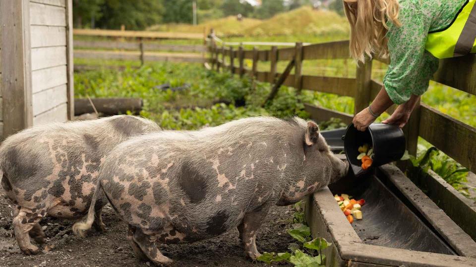 Lenke til artikkel: Bli frivillig