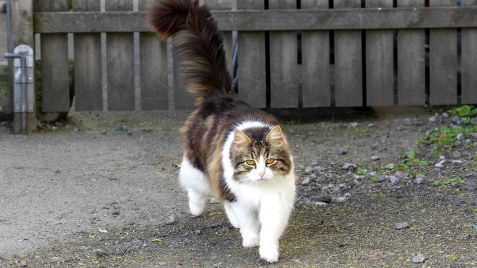 Lenke til artikkel: Katter