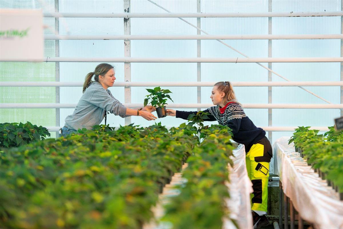 illustrasjon: To kvinner i et drivhus lener seg over grønne planter. Den ene gir en grønn plante til den andre. - Klikk for stort bilete