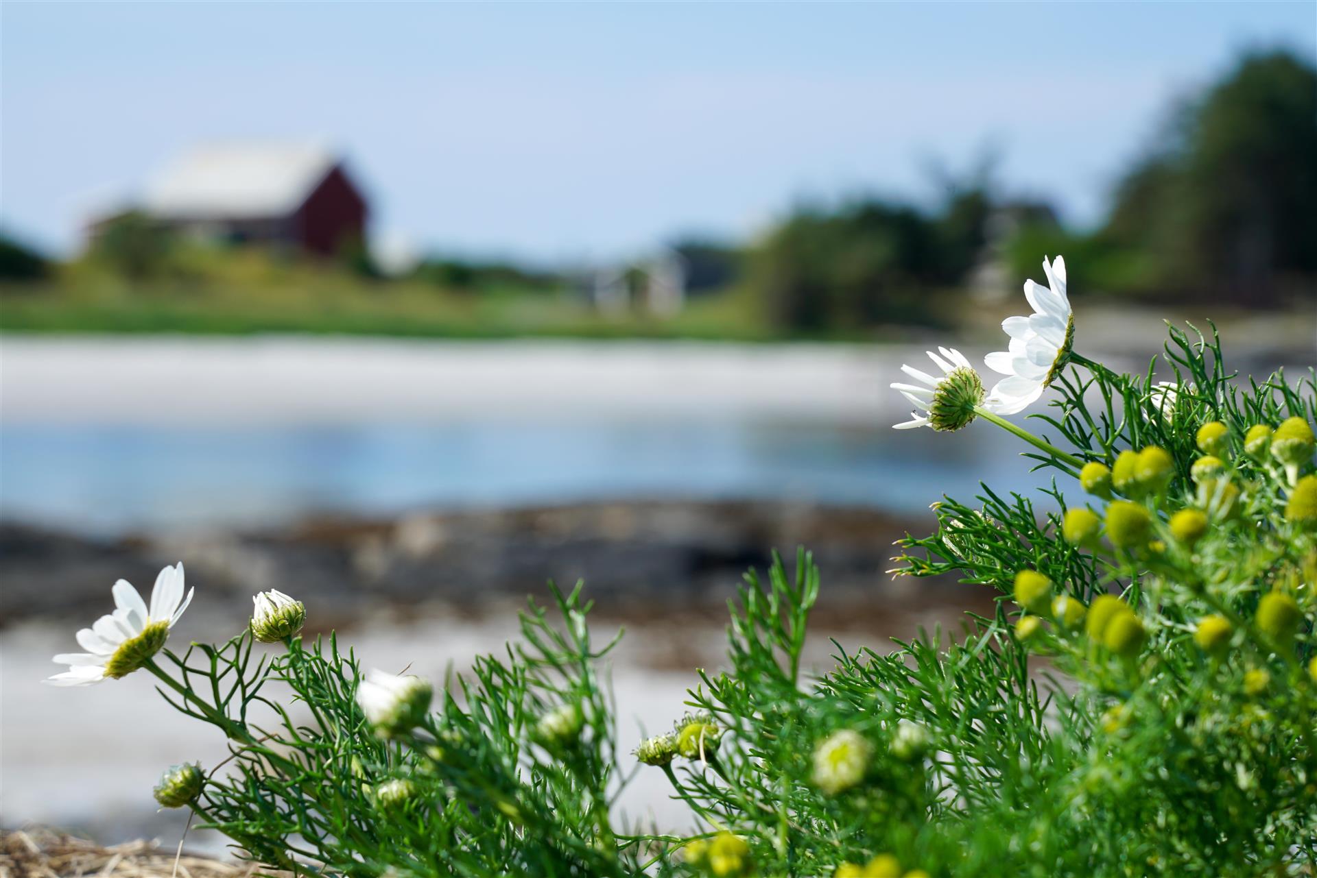 Sommerblomster i fokus med en strand i bakgrunnen