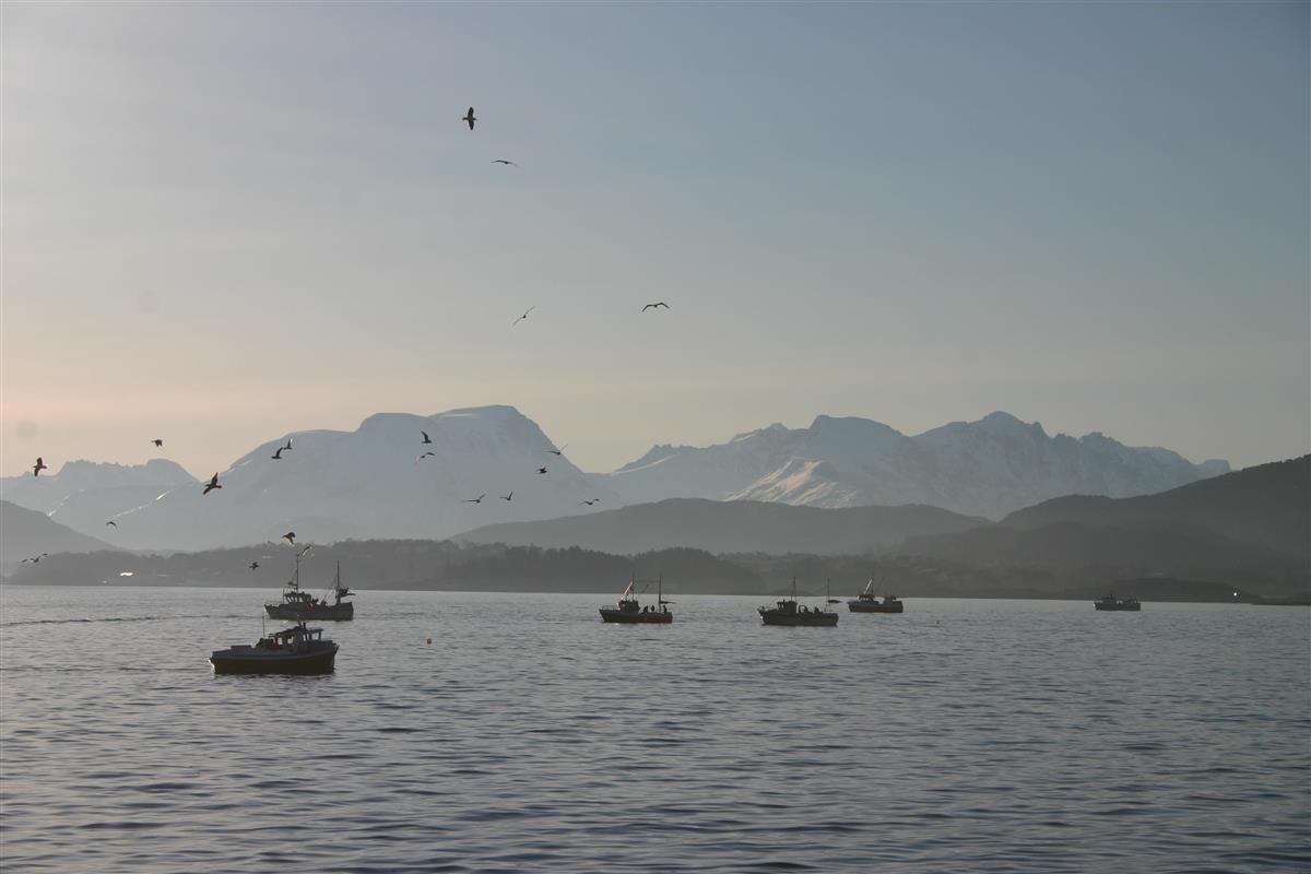 småbåtar fiskar på fjorden - Klikk for stort bilete