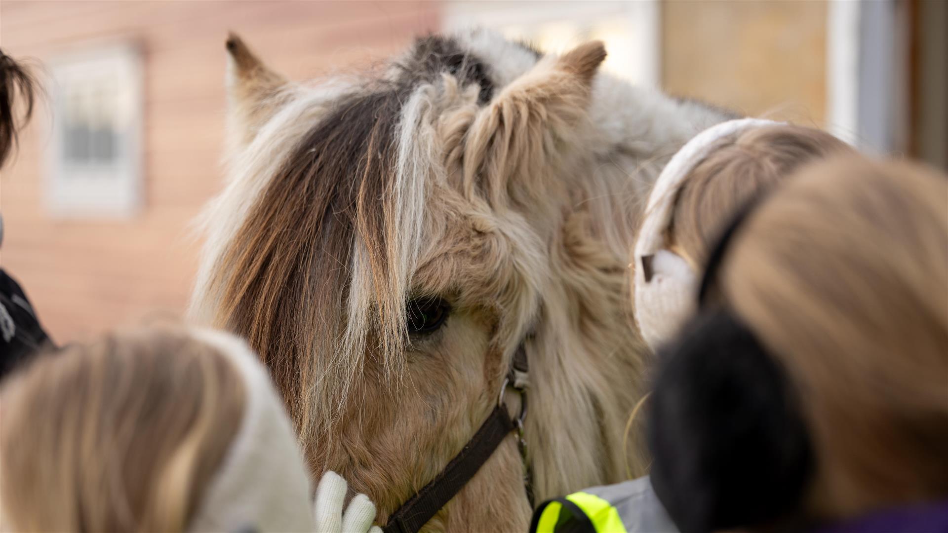 Barn som koser med hest