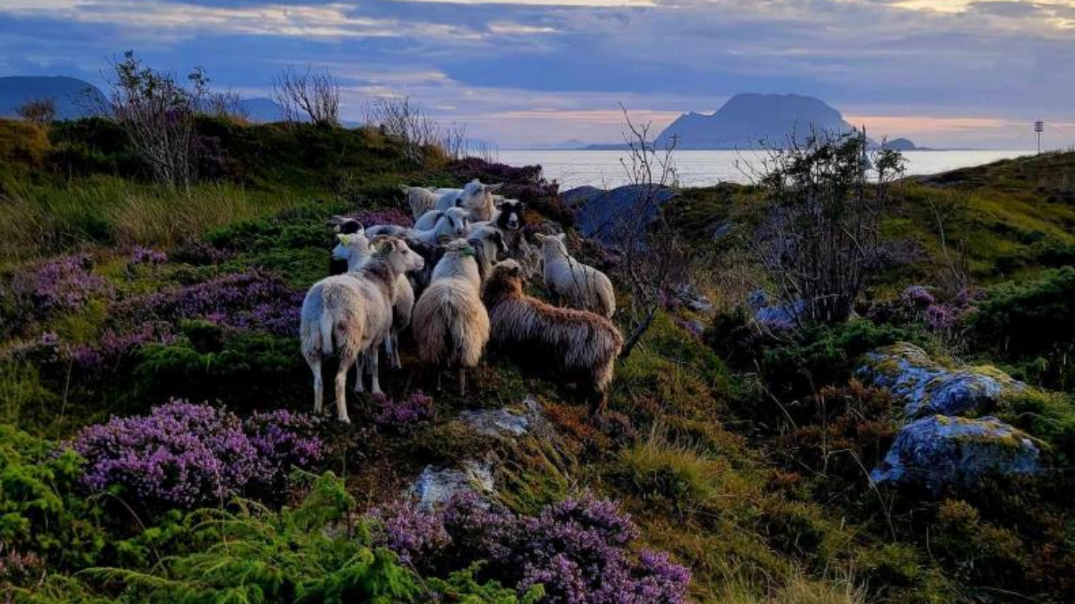 Sauer - Klikk for stort bilete